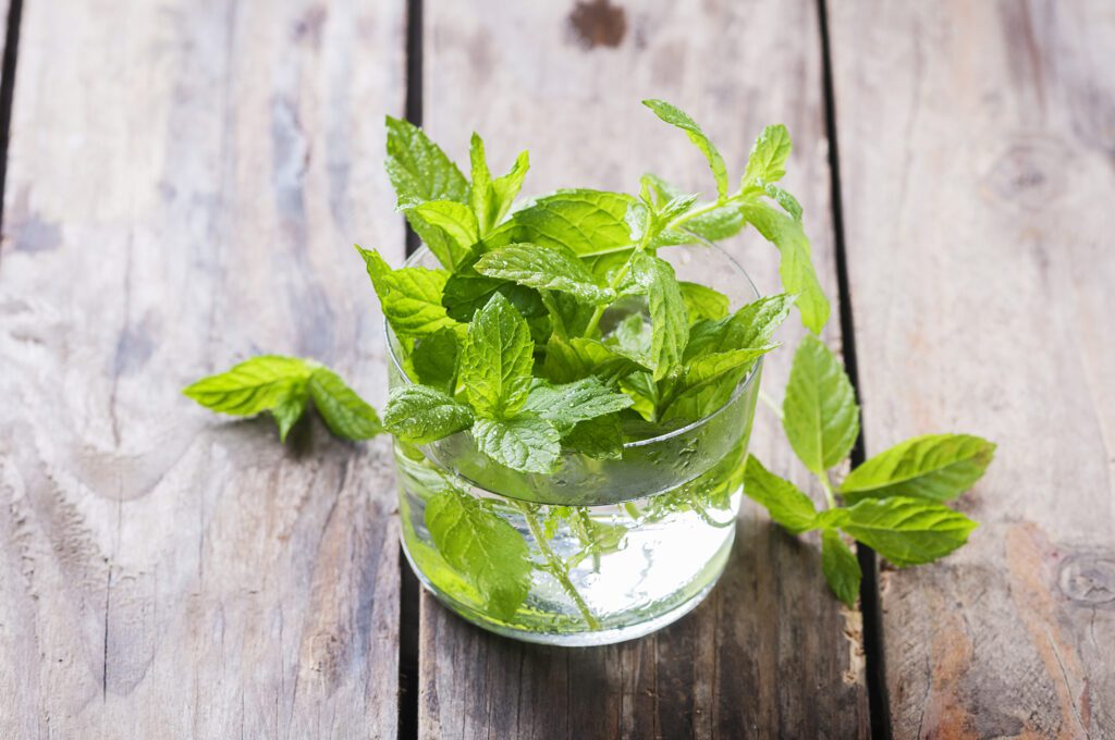 green fresh mint on the wooden table 2023 11 27 05 25 16 utc BazaarIstanbul